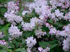 Deutzia Rosea, Niedriger Maiblumenstrauch