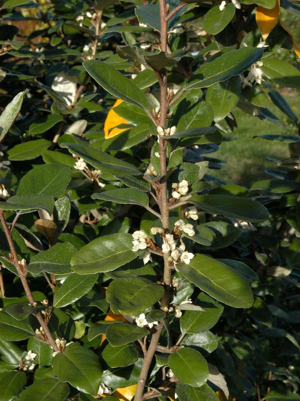 Elaeagnus Ebbingei, Wintergrüne Ölweide – Bild 5