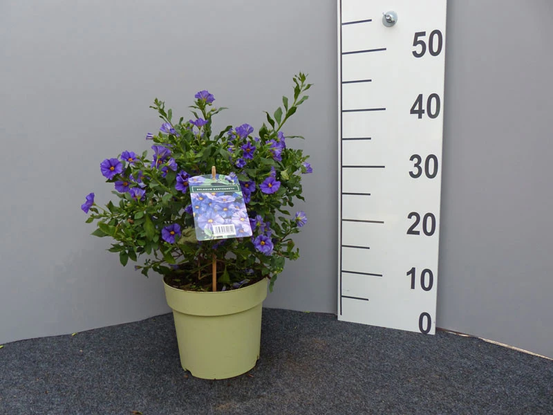 Solanum Rantonnetii, Solanum, Enzianstrauch – Bild 3