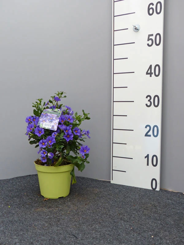 Solanum Rantonnetii, Solanum, Enzianstrauch – Bild 2