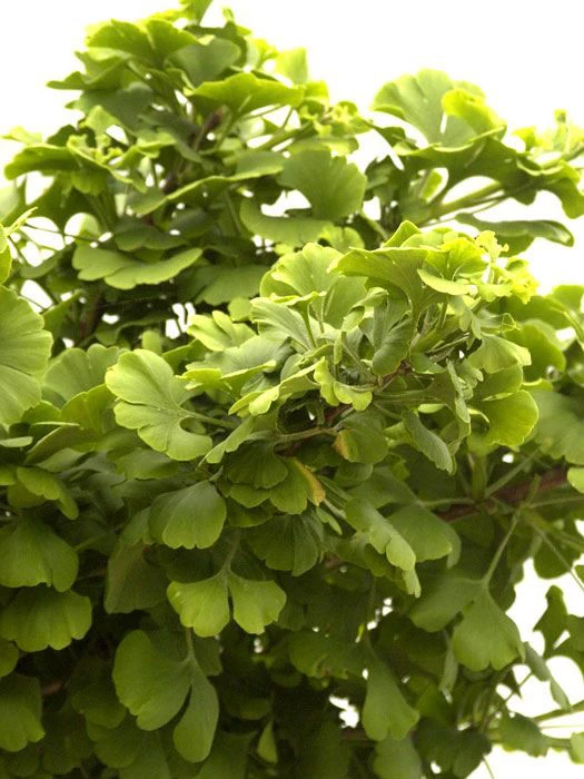 Ginkgo Biloba Mariken, Kugel-Ginkgo - Hochstamm â Bild 3