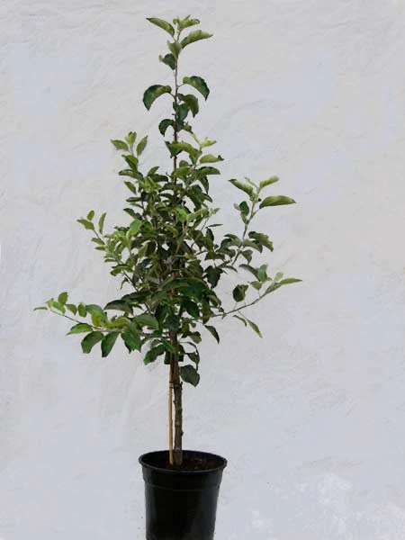 Familien-Apfelbaum - Retina, Rewena, Reanda Und Relinda – Bild 2