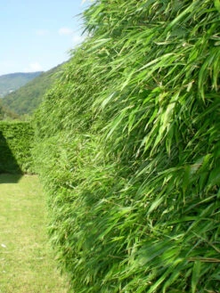 Fargesia Rufa, Grüner Heckenbambus