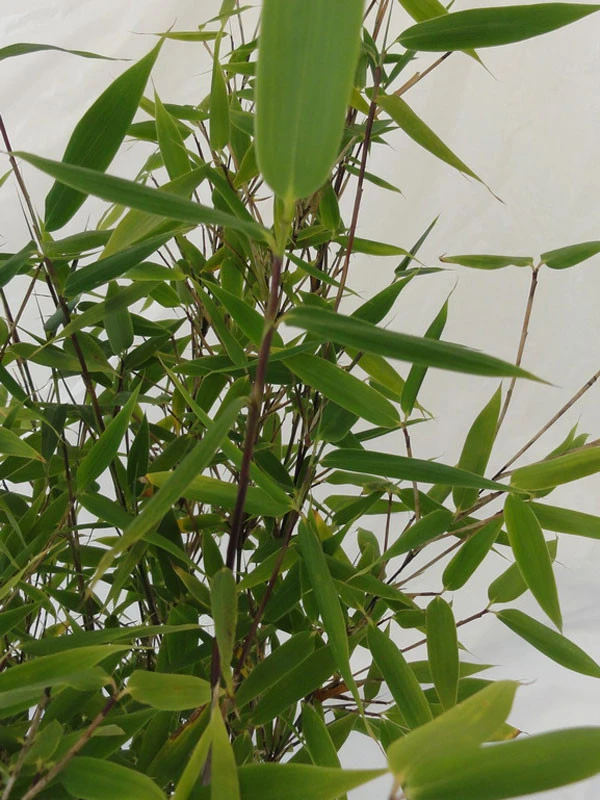 Fargesia Murielae 'Tiny', Schirmbambus – Bild 5