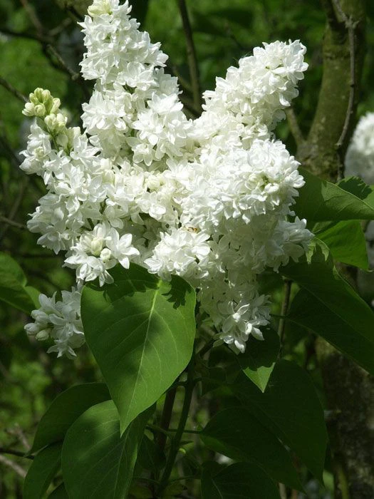 Syringa Vulgaris 'Madame Lemoine', Edel-Flieder – Bild 2
