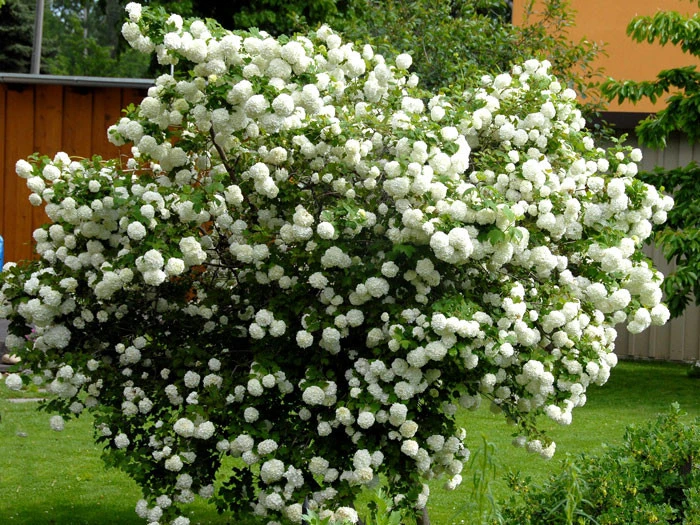 Viburnum Opulus 'Roseum', Echter Schneeball – Bild 3