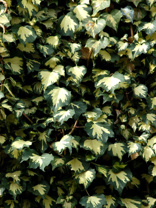 Hedera Helix 'Goldheart', Gelbbunter Efeu 'Goldheart', Goldefeu