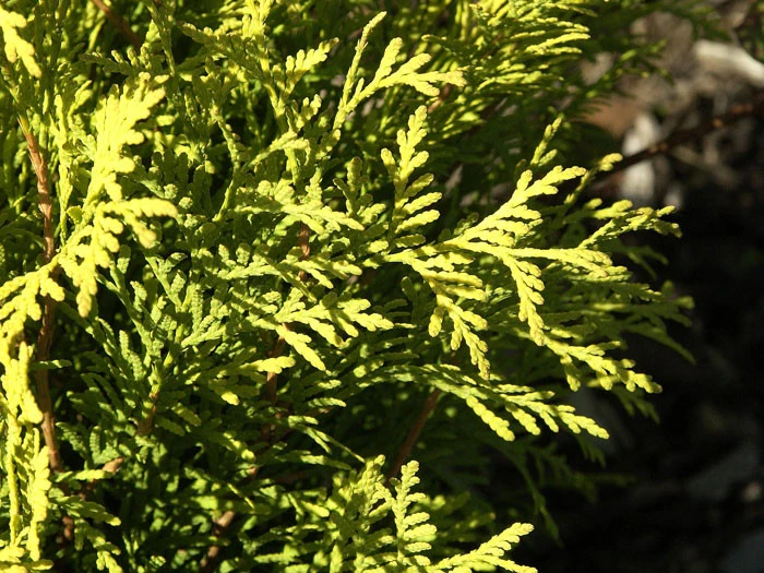 Thuja Occidentalis 'Sunkist', Gelber Lebensbaum 'Sunkist' – Bild 2