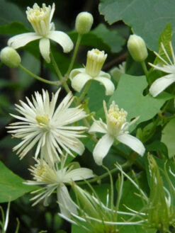 Clematis Vitalba, Gemeine Waldrebe