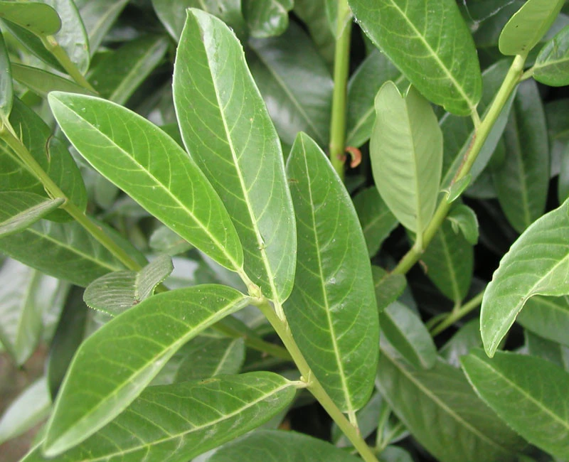 Prunus Laurocerasus Genolia® 'Mariblon', Säulenförmiger Kirschlorbeer – Bild 3