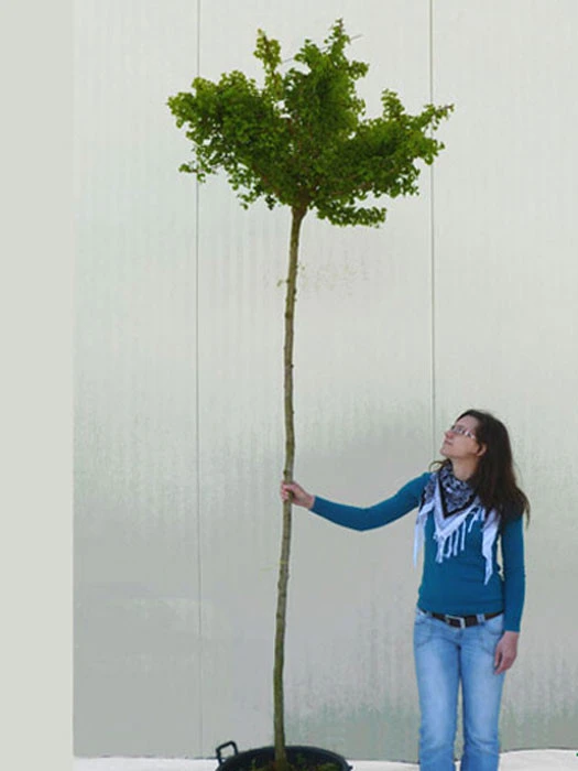 Ginkgo Biloba Mariken, Kugel-Ginkgo - Hochstamm â Bild 4