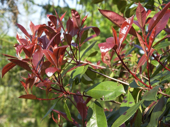 Photinia Fraseri 'Red Robin', Immergrüne Rote Glanzmispel – Bild 3