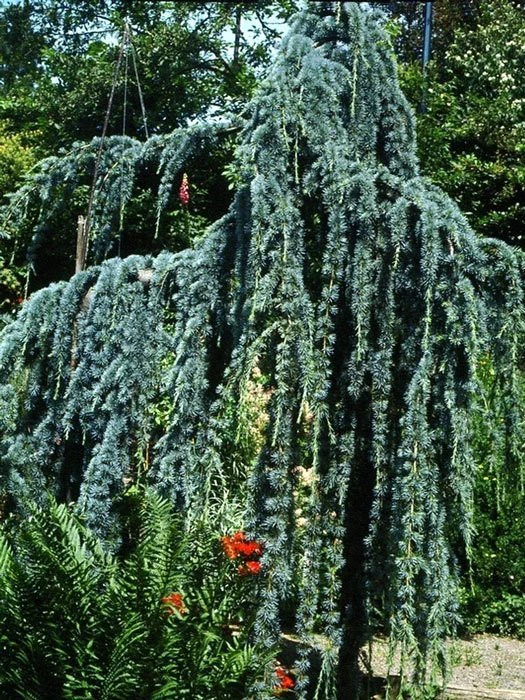 Cedrus Atlantica 'Glauca Pendula', Hängende Blauzeder – Bild 3