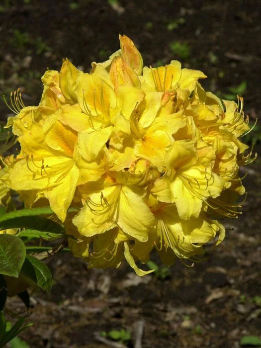 Rhododendron Luteum 'Golden Sunset', Sommergrüne Japanische Gartenazalee – Bild 2