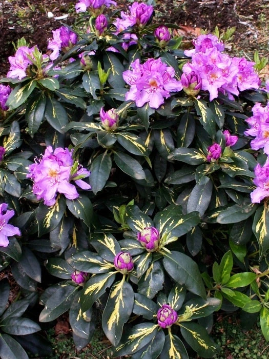 Rhododendron 'Goldflimmer' – Bild 2