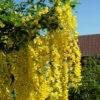 Laburnum Watereri 'Vossii', Goldregen - Hochstamm