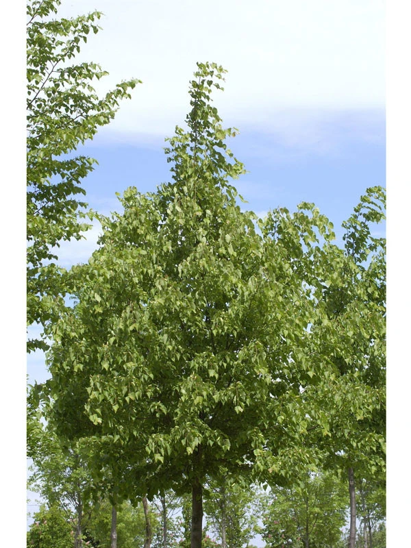 Tilia Cordata 'Greenspire', Winterlinde - Hochstamm