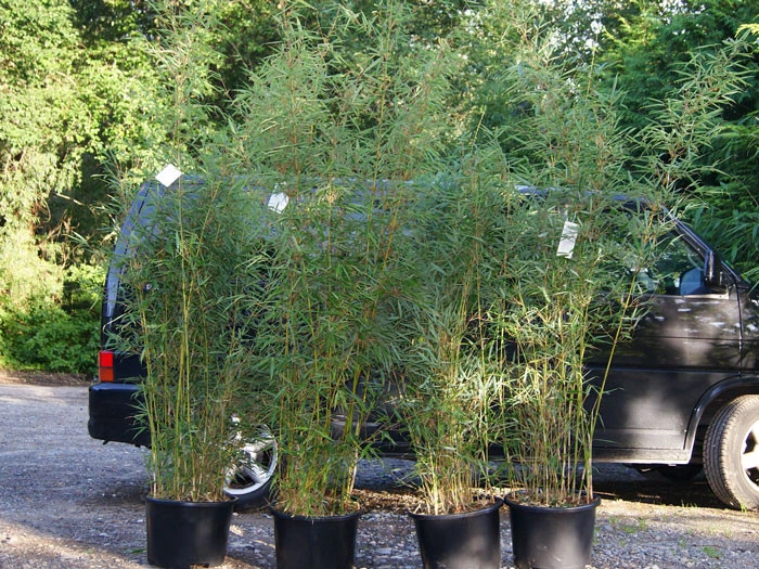 Fargesia Robusta 'Campbell', Großer Heckenbambus – Bild 2