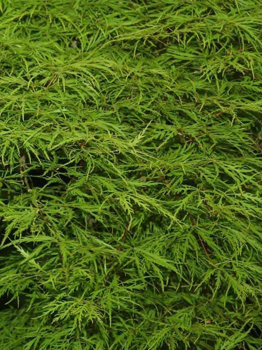 Acer Palmatum 'Dissectum', Grünblättriger Schlitzahorn