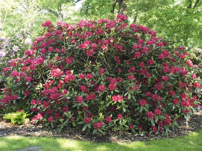 Rhododendron 'Hachmanns Feuerschein' â Bild 2