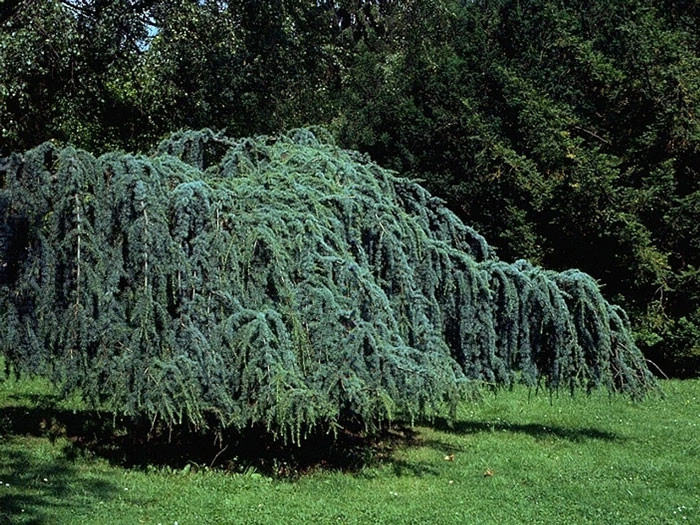 Cedrus Atlantica 'Glauca Pendula', Hängende Blauzeder – Bild 4