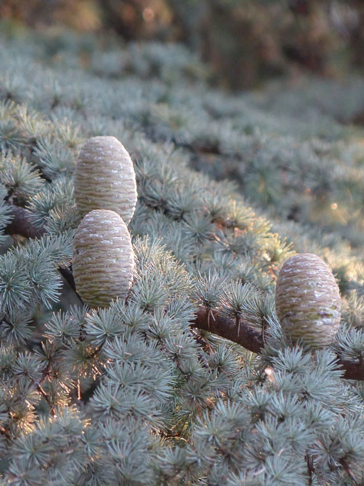 Cedrus Atlantica 'Glauca Pendula', Hängende Blauzeder – Bild 2