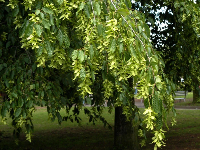 Carpinus Betulus, Hainbuche, Weißbuche - Hochstamm – Bild 3