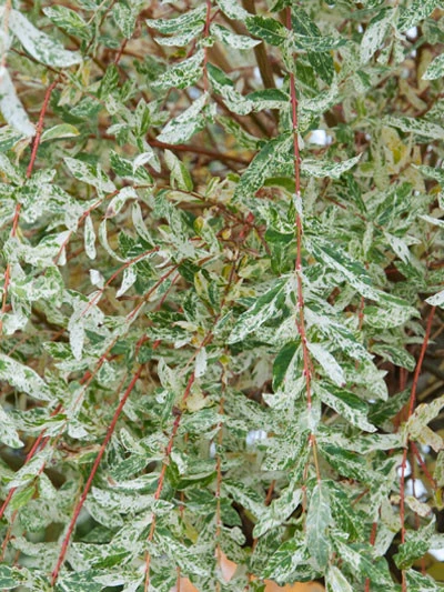 Salix Integra Hakuro Nishiki, Japanische Weide â Bild 2