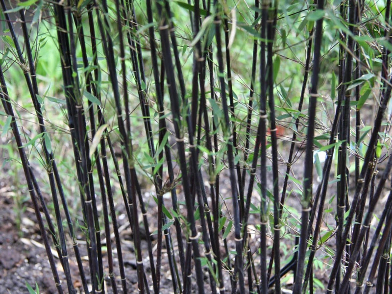 Fargesia Jiuzhaigou 'Deep Purple', Jade Bambus, Rothalmiger Schirm-Bambus – Bild 5