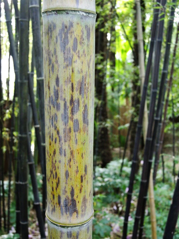 Phyllostachys Nigra 'Boryana', Tigerstreifenbambus - XXL- Produkt – Bild 4