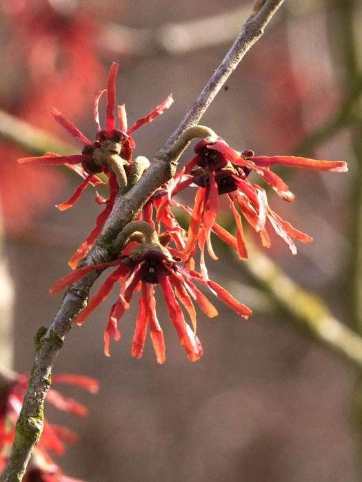 Hamamelis Intermedia 'Diane', Rote Zaubernuss