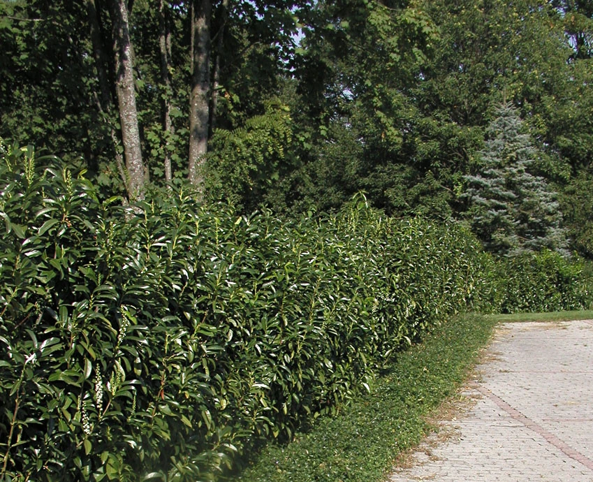 Prunus Laurocerasus Genolia® 'Mariblon', Säulenförmiger Kirschlorbeer – Bild 5