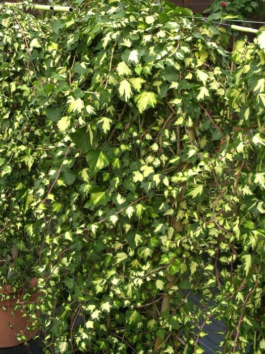 Hedera Helix 'Goldheart', Gelbbunter Efeu 'Goldheart', Goldefeu â Bild 2