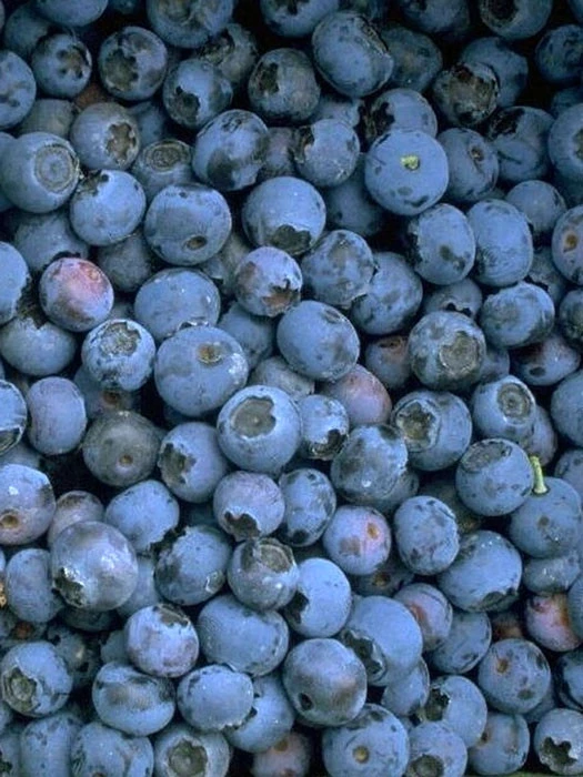 Trauben-Heidelbeere 'Reka® Blue' – Bild 2