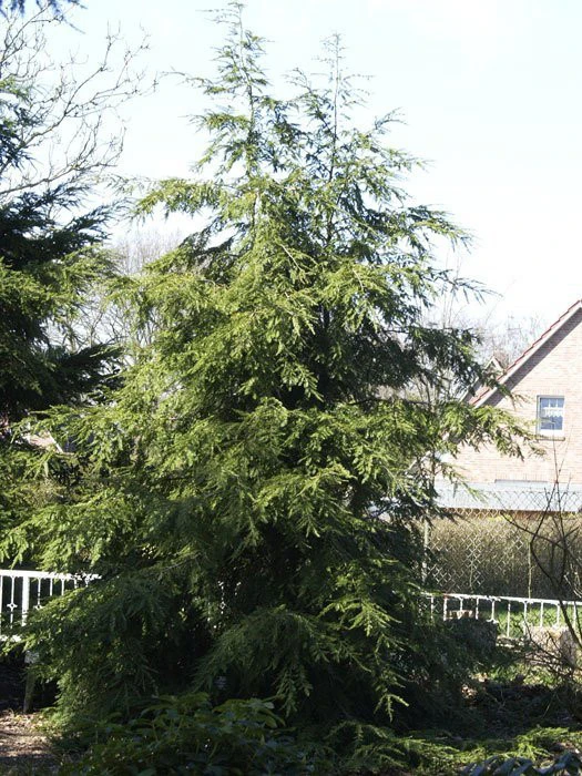 Tsuga Canadensis, Kanadische Hemlockstanne