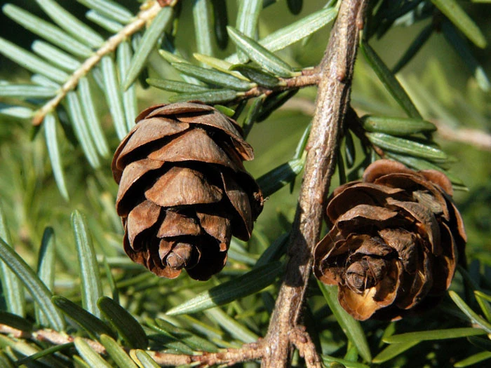 Tsuga Canadensis, Kanadische Hemlockstanne – Bild 4