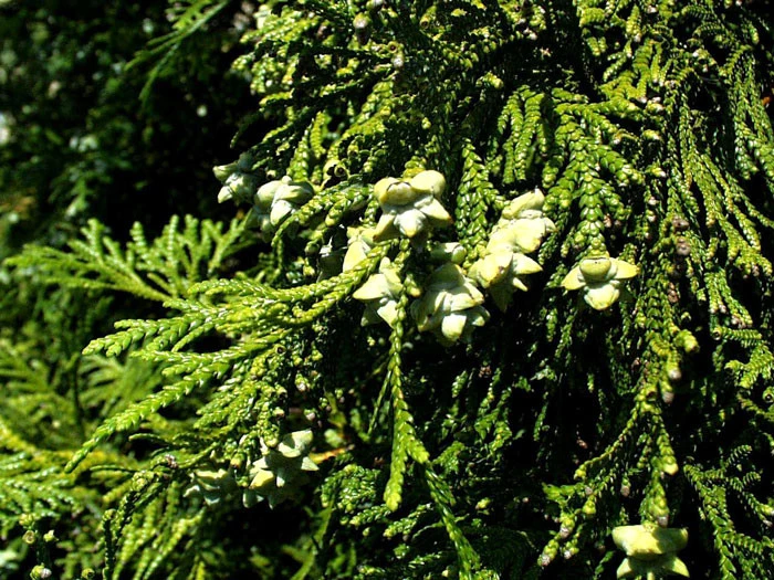 Thujopsis Dolabrata, Hibalebensbaum – Bild 2