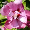 Hibiscus Syriacus 'Duc De Brabant', Hibiskus, Garteneibisch