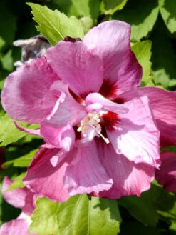Hibiscus Syriacus 'Duc De Brabant', Hibiskus, Garteneibisch