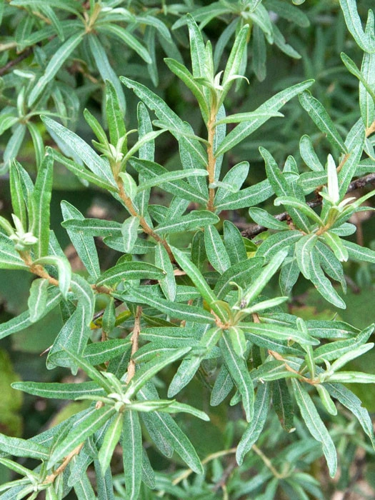 Hippophae Rhamnoides 'Pollmix' â Bild 2