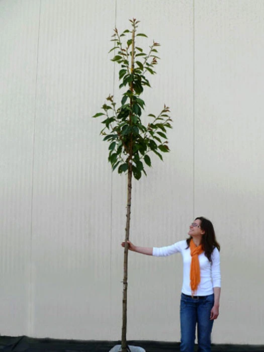 Prunus Serrulata 'Kanzan', Japanische Nelkenkirsche - Hochstamm – Bild 3