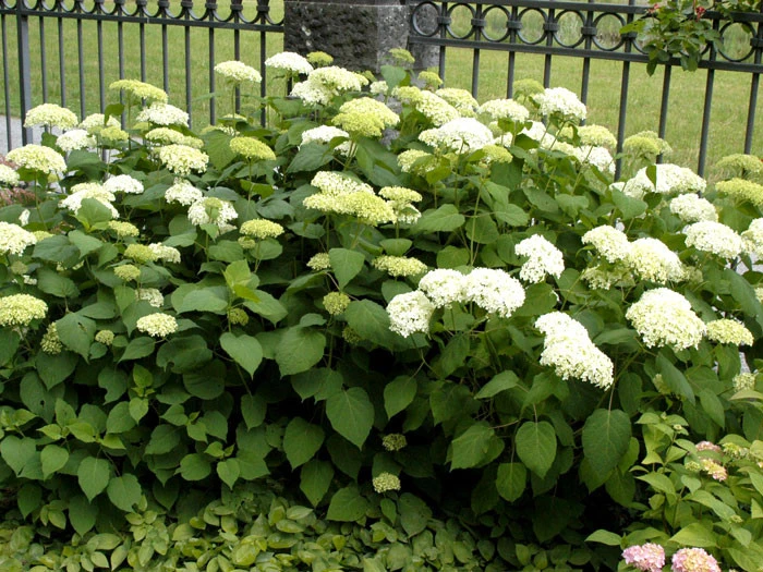 Hydrangea Arborescens 'Annabelle', Ball-Hortensie â Bild 3