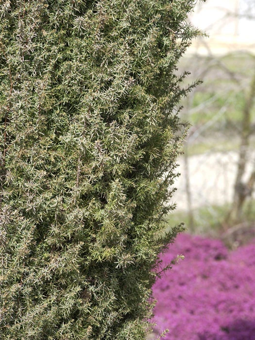 Juniperus Communis 'Hibernica', Irischer Säulenwacholder – Bild 2