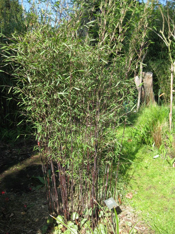 Fargesia Jiuzhaigou 'Deep Purple', Jade Bambus, Rothalmiger Schirm-Bambus – Bild 4