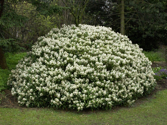 Skimmia Japonica 'Rubella', Japanische Blütenskimmie – Bild 3