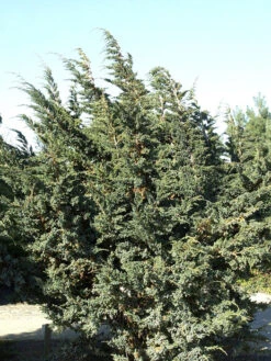 Juniperus Squamata 'Meyeri', Blauzeder-Wacholder