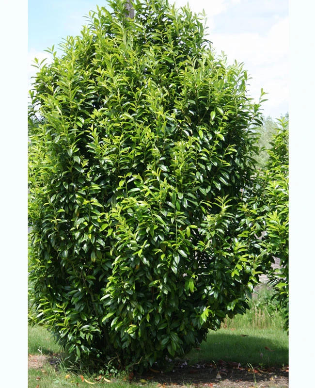 Prunus Laurocerasus Genolia® 'Mariblon', Säulenförmiger Kirschlorbeer – Bild 6