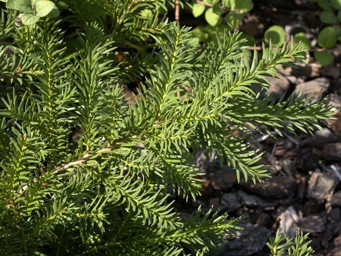 Taxus Baccata 'Repandens', Tafel-Eibe – Bild 2