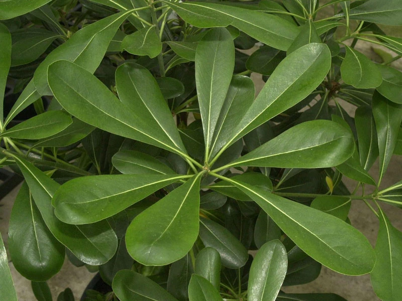 Pittosporum Tobira, Chinesische Klebsame â Bild 3