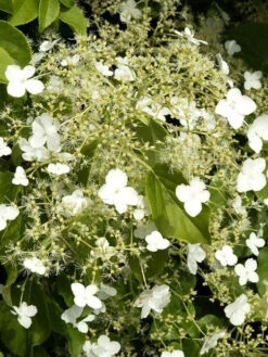 Hydrangea Petiolaris, Kletterhortensie